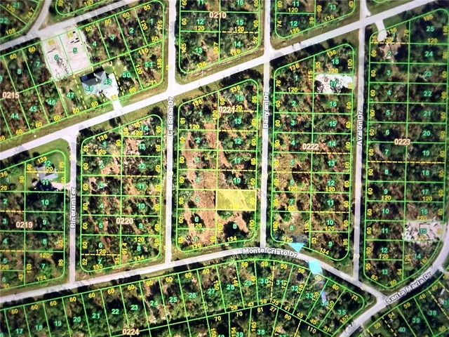 a black and white and yellow plant