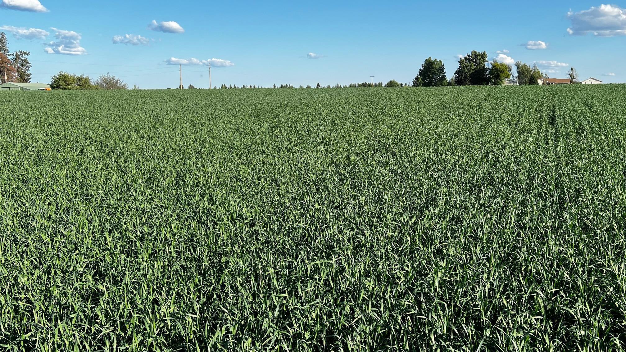 37-xxx North Grove Road Deer Park, WA 99006 - Photo 3 of 9