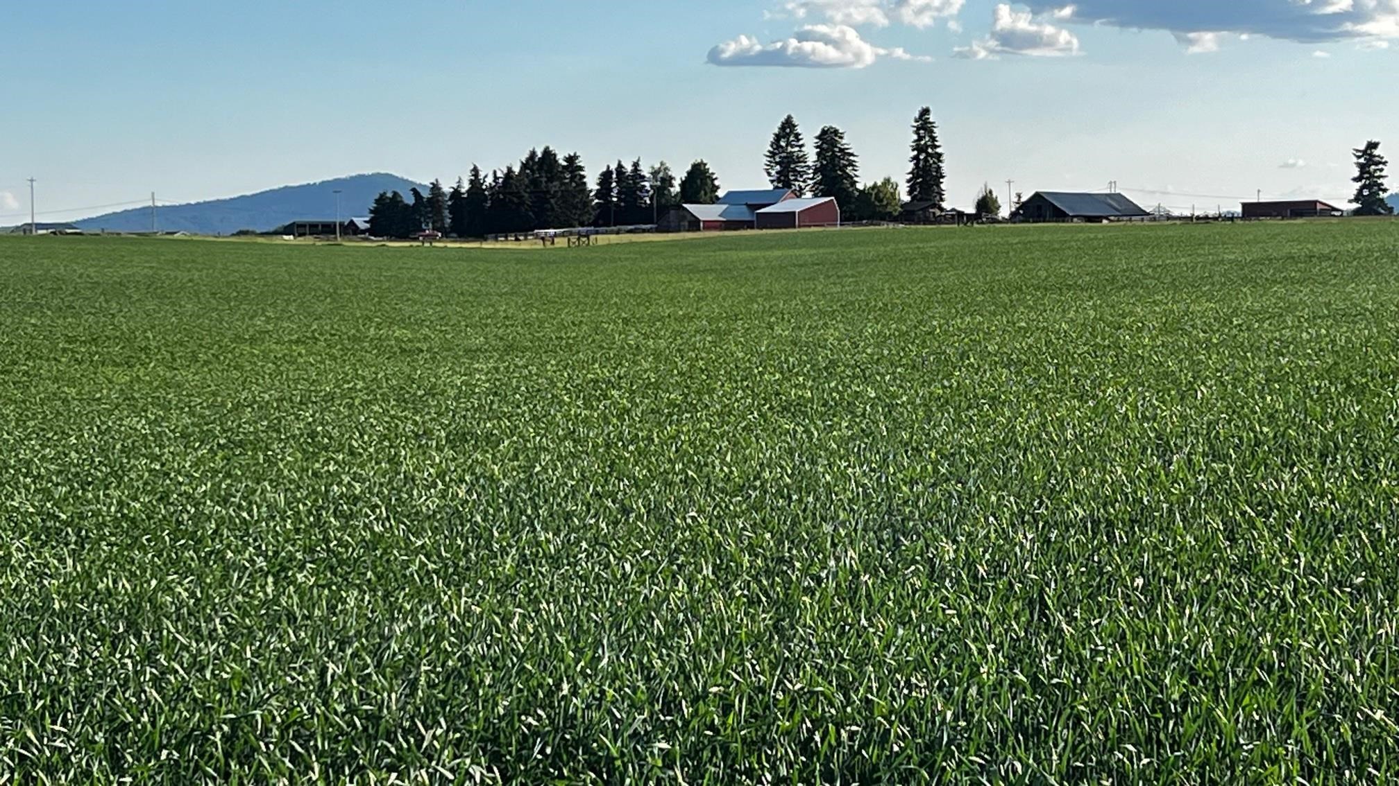 37-xxx North Grove Road Deer Park, WA 99006 - Photo 4 of 9