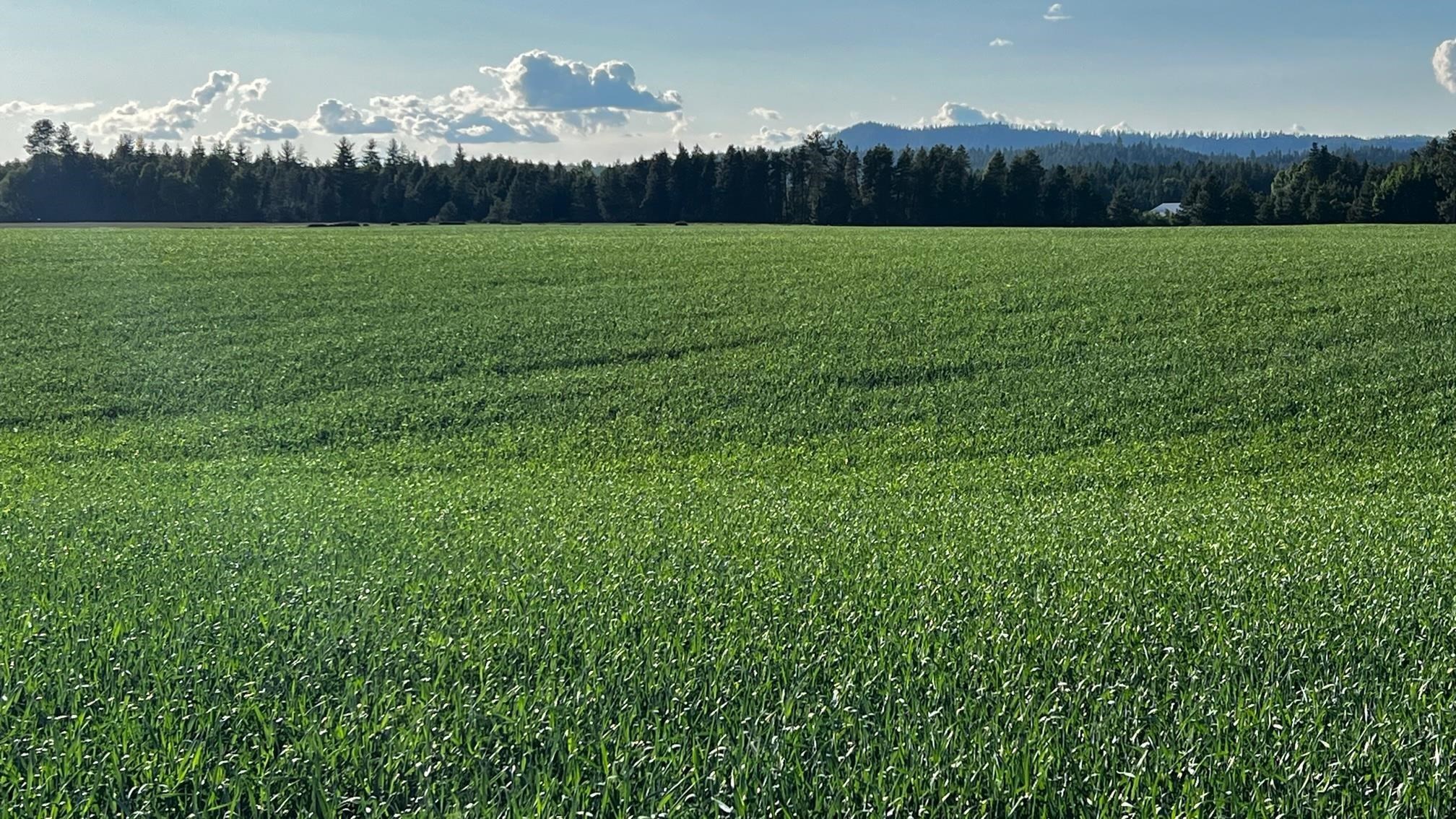 37-xxx North Grove Road Deer Park, WA 99006 - Photo 9 of 9