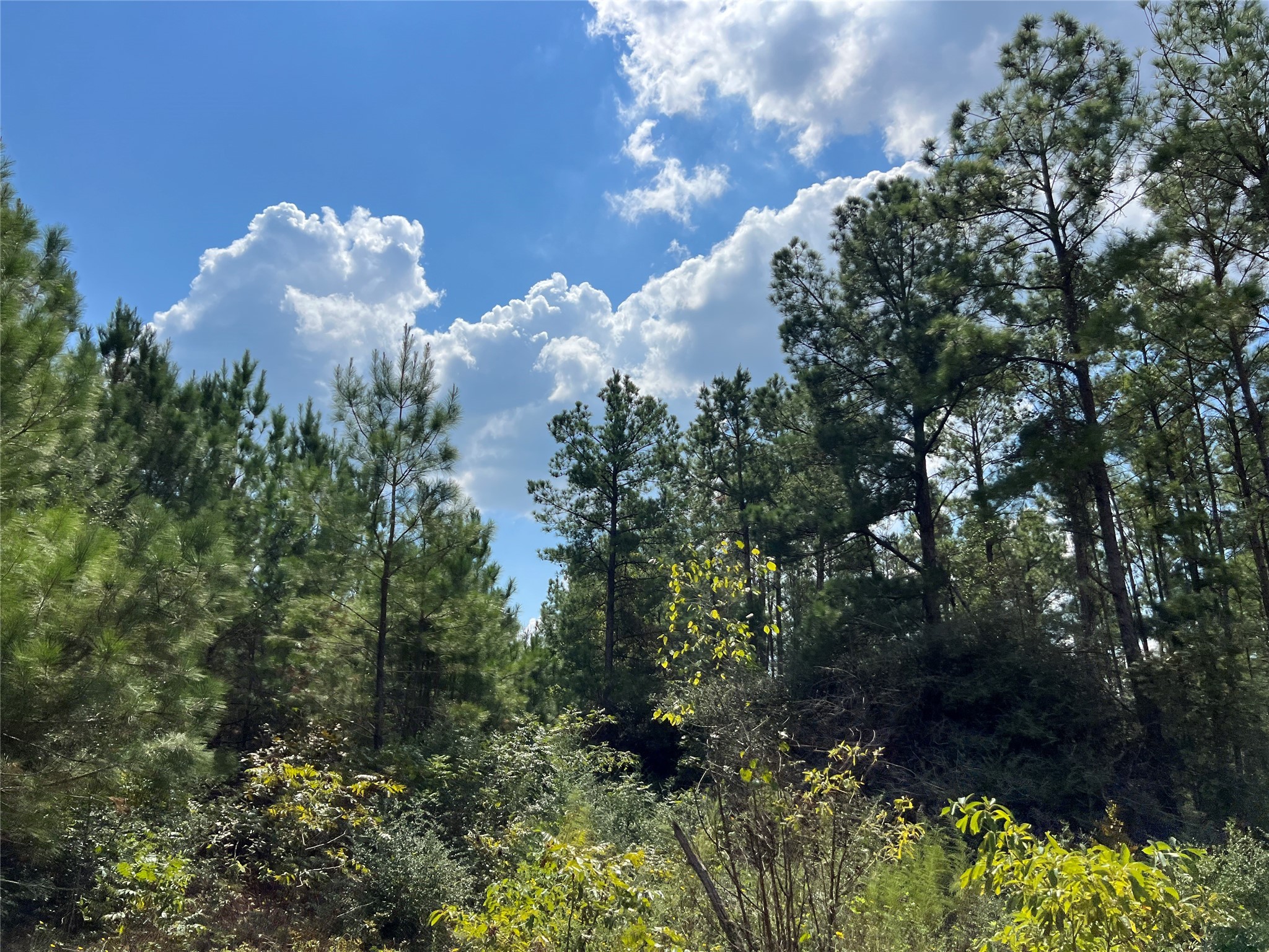 8 Fm 247 Huntsville, TX 77320 - Photo 2 of 7 a view of a flower in a garden