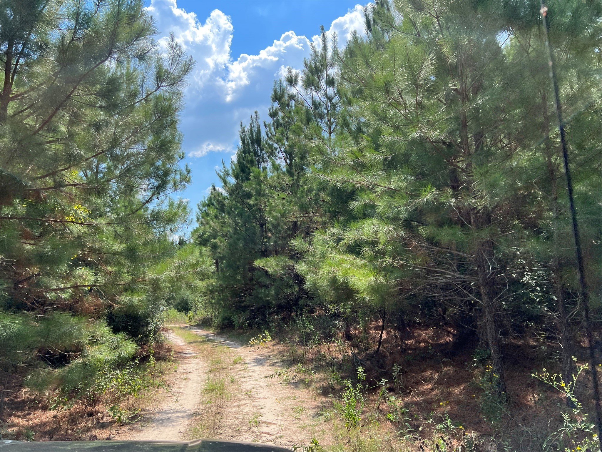 8 Fm 247 Huntsville, TX 77320 - Photo 3 of 7 a view of a tree in a yard