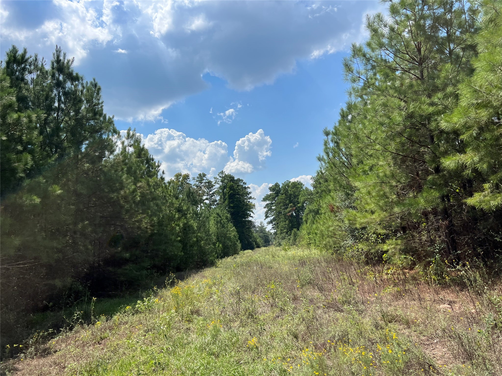 8 Fm 247 Huntsville, TX 77320 - Photo 4 of 7 a view of a yard