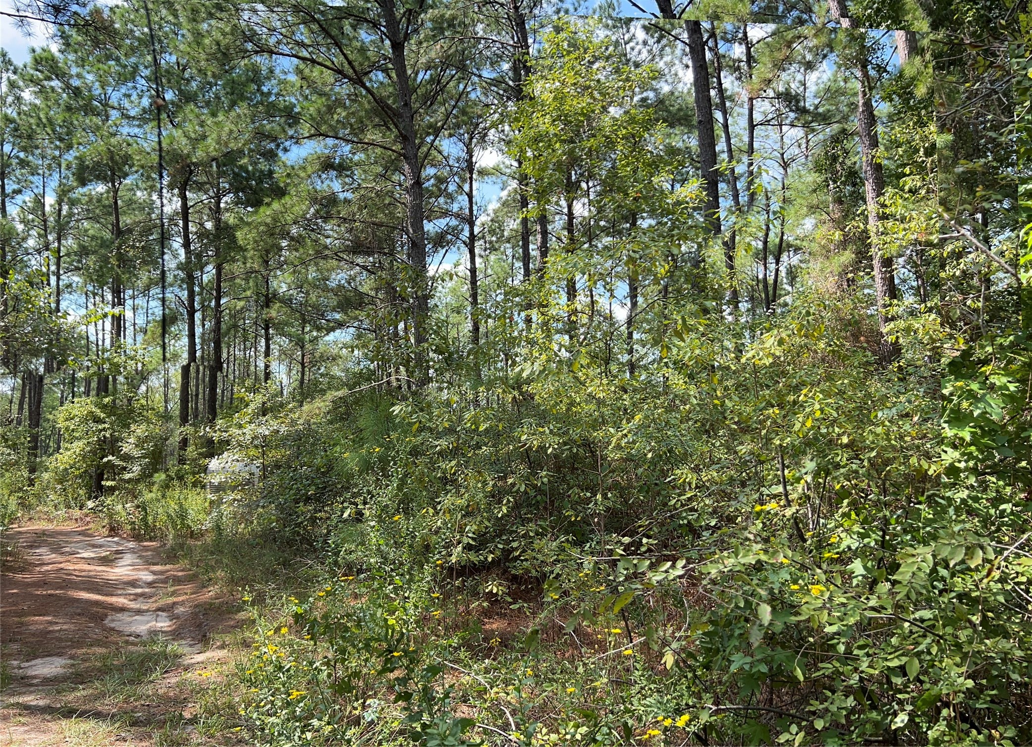 8 Fm 247 Huntsville, TX 77320 - Photo 5 of 7 a view of a tree in a yard