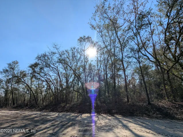 a flag is sitting in the middle of forest