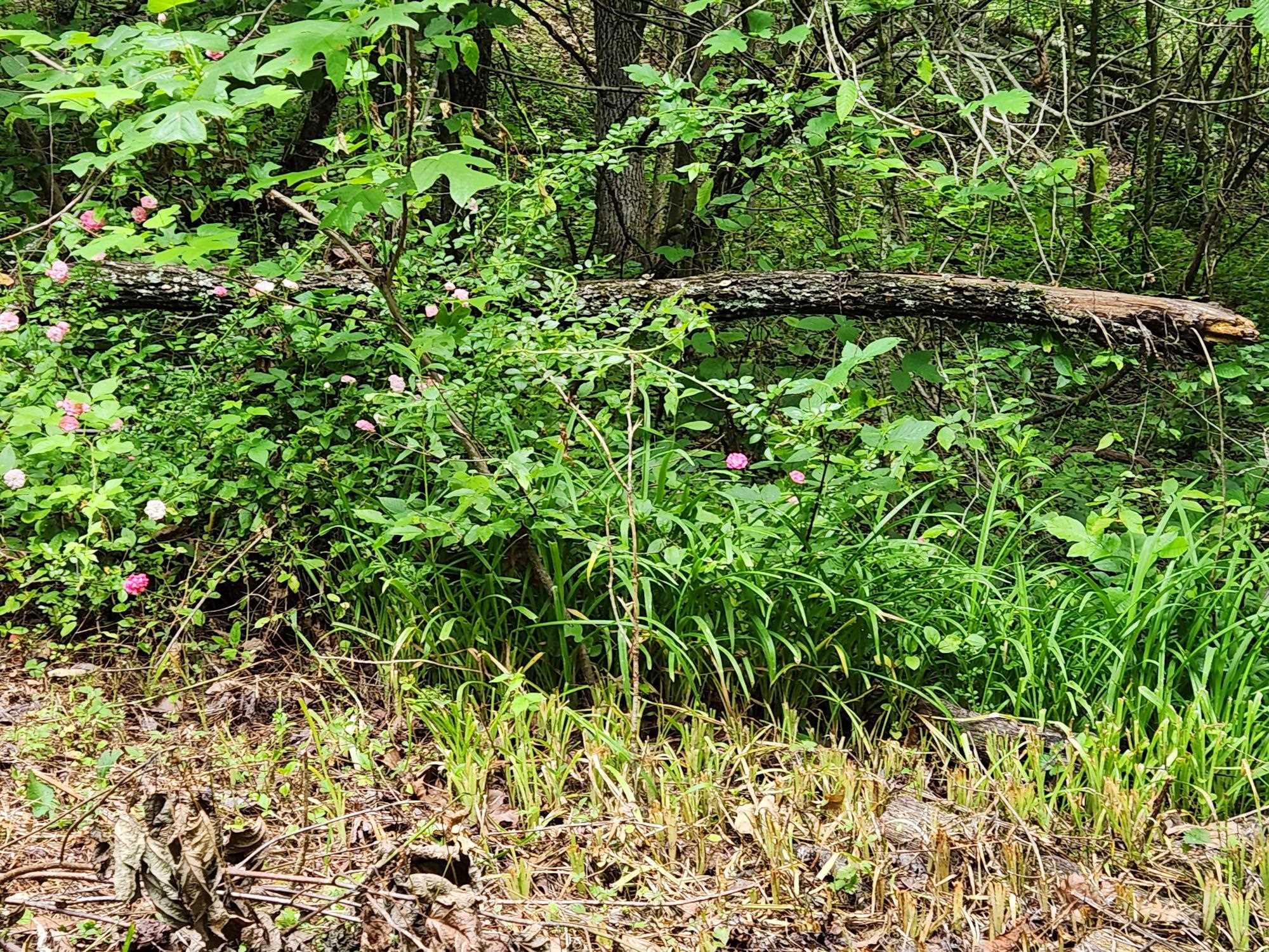 0 Clay Hollow Road Rush, KY 41168 - Photo 26 of 50 Gallery Image 26