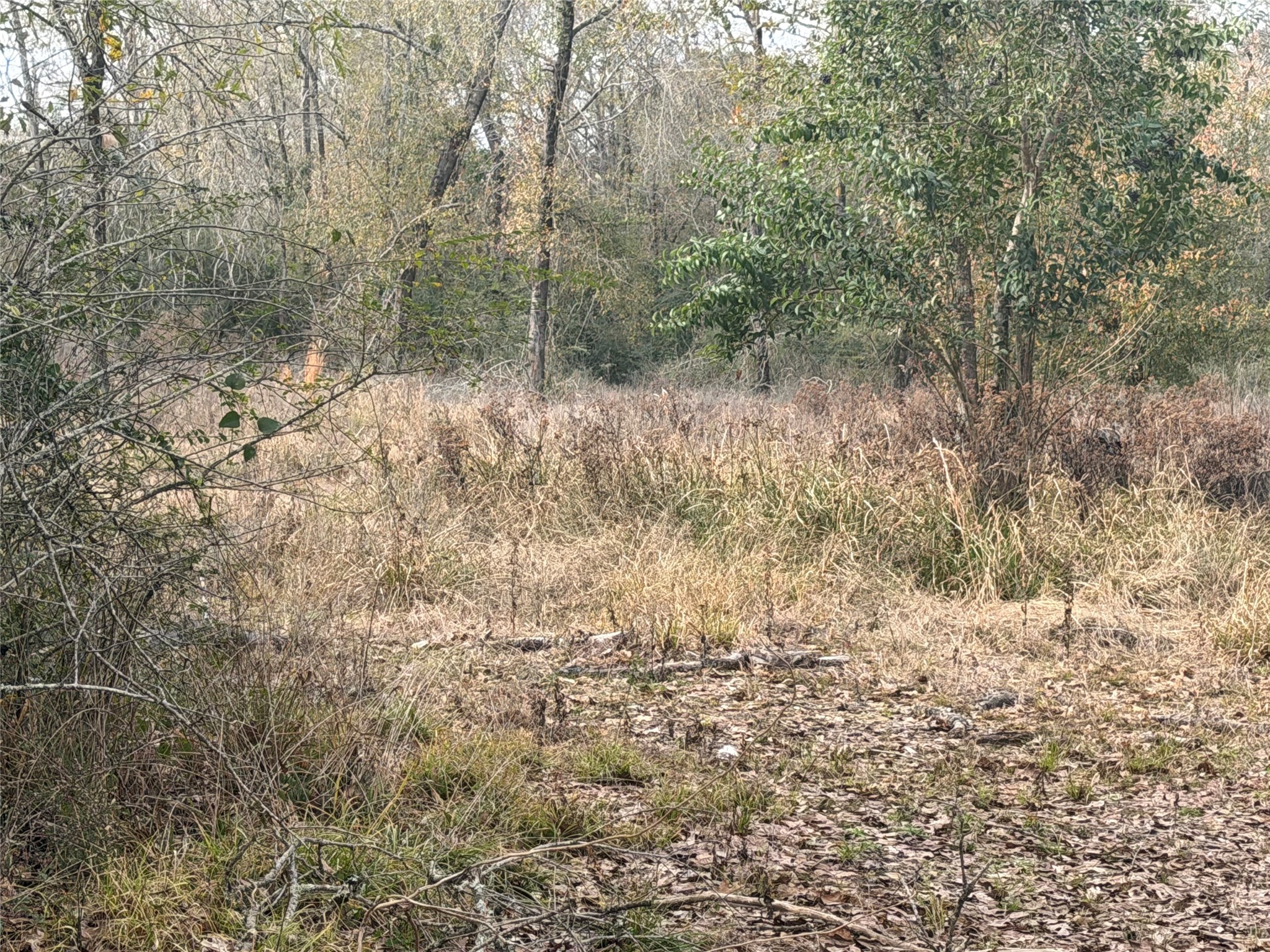 124 Fannin Livingston, TX 77351 - Photo 11 of 16