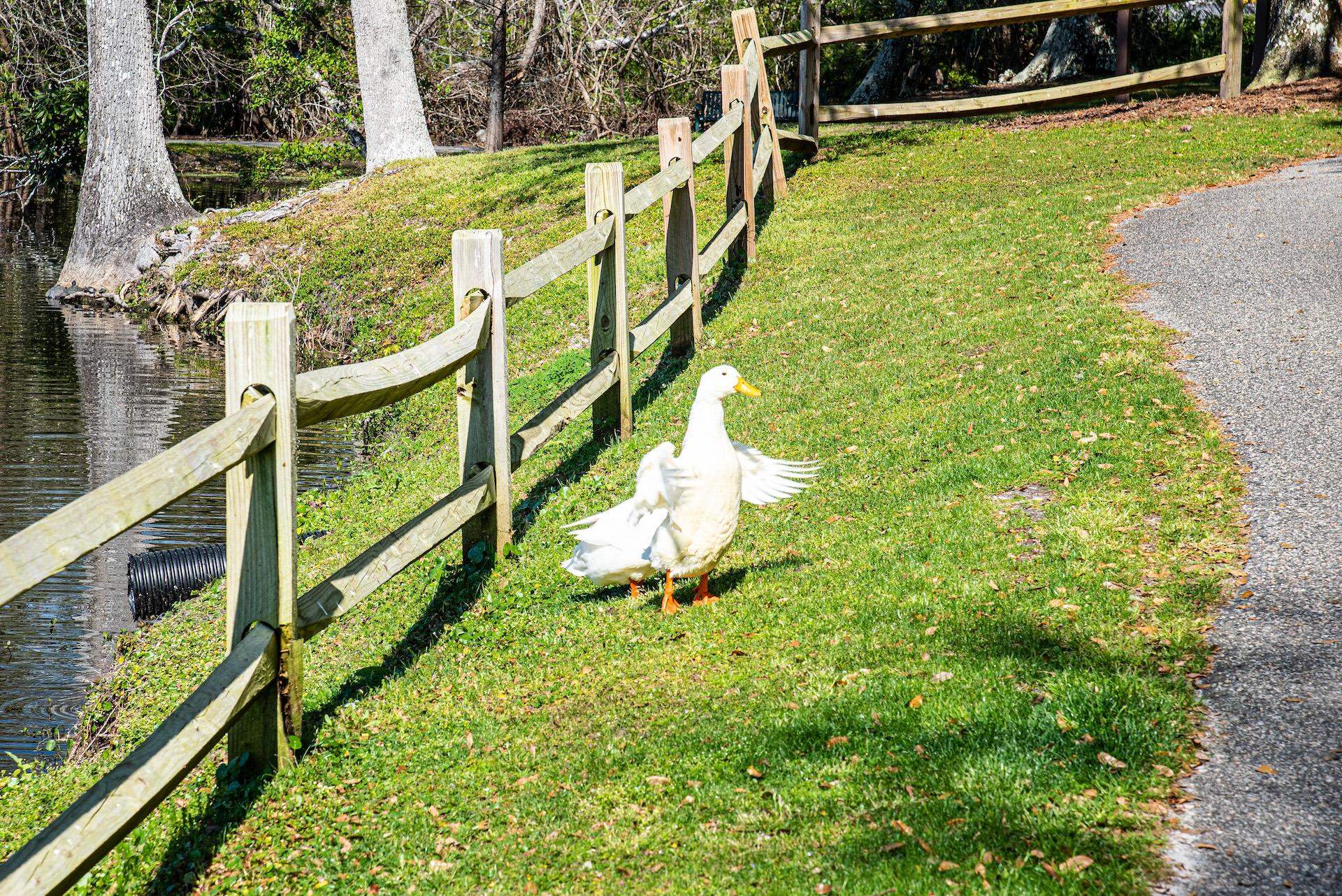 1919 Spring Street, Unit B21 North Myrtle Beach, SC 29582 - Photo 53 of 54