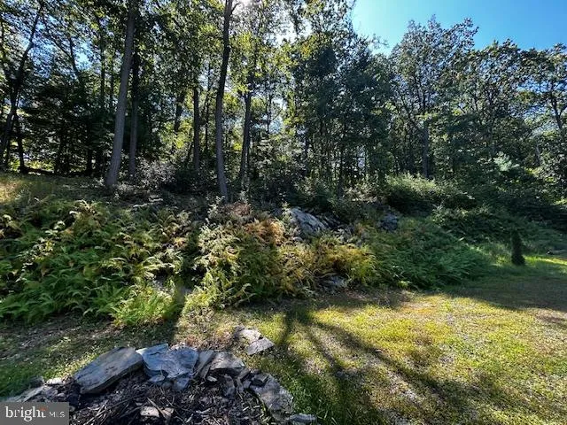 a view of a yard with plants and large trees