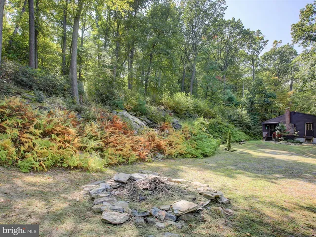 a view of a yard with plants and large trees