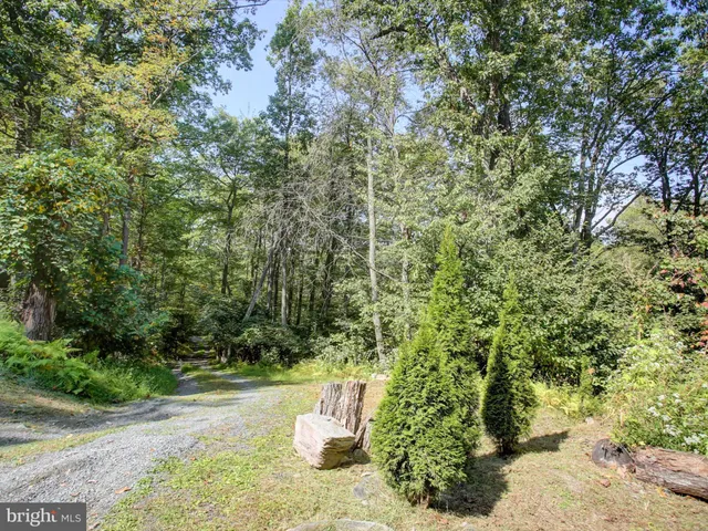 a view of a yard with plants