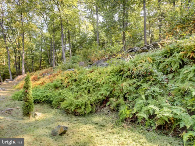 a view of a forest with a tree