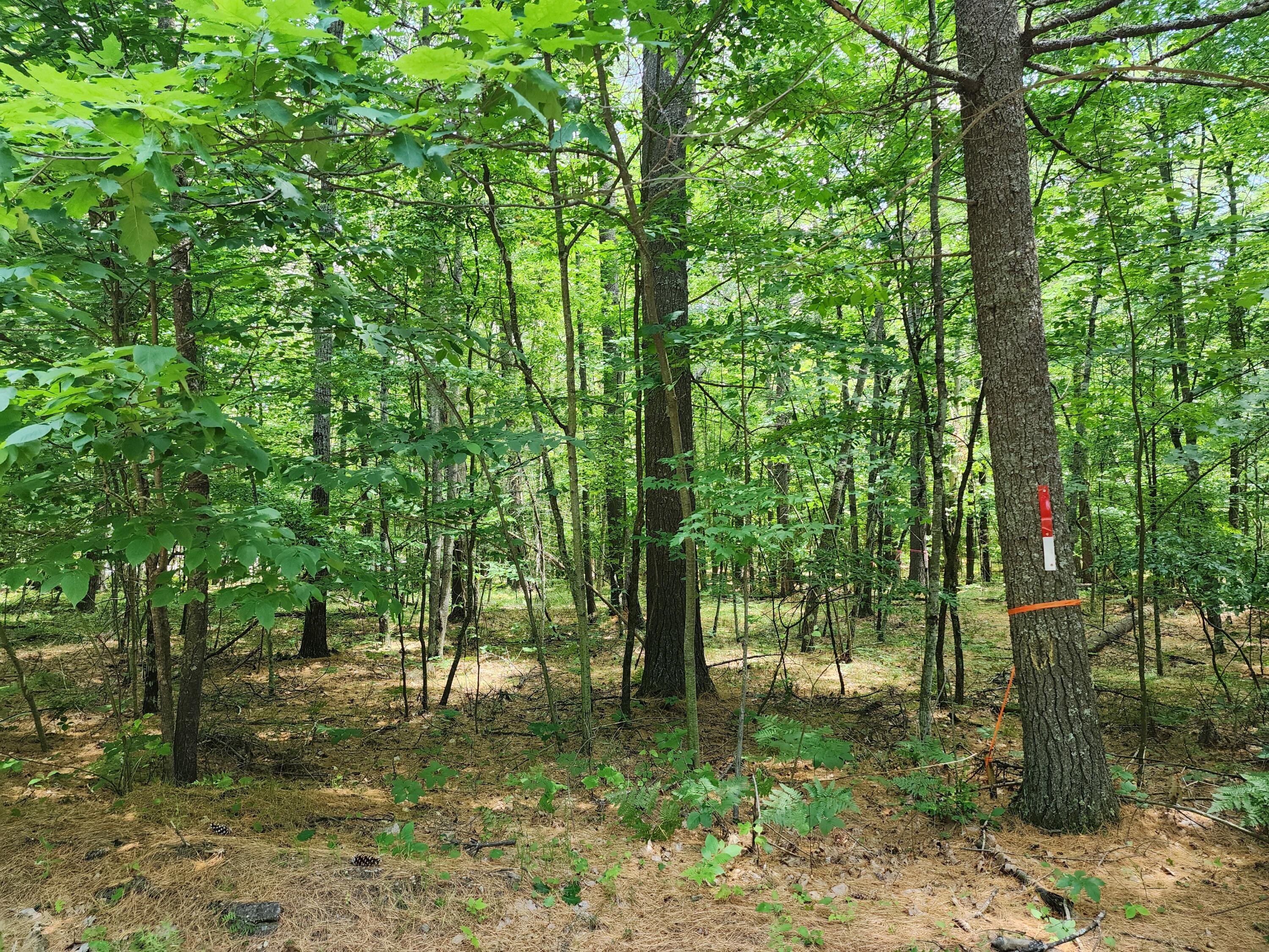0 Oak Hollow Road Jay, NY 12941 - Photo 2 of 4 Gallery Image 2