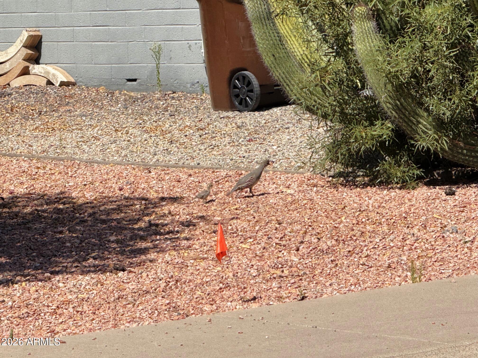 5832 Colby Street Mesa, AZ 85205 - Photo 39 of 52 IMG_0967c