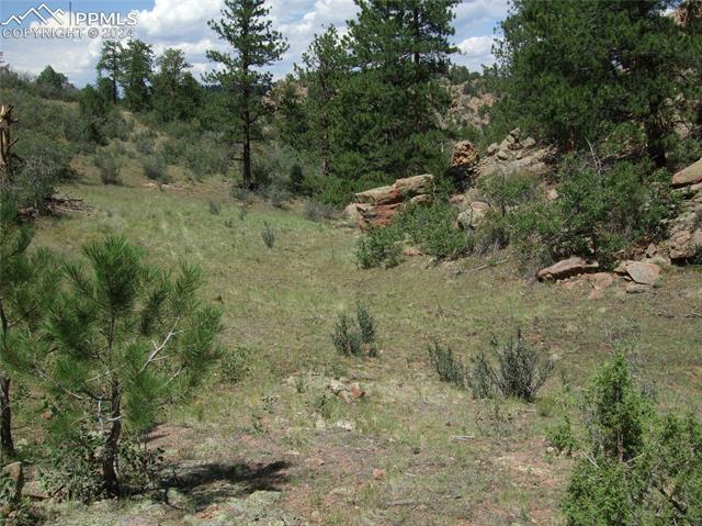 518 Cheyenne Road Florissant, CO 80816 - Photo 18 of 35 View of local wilderness