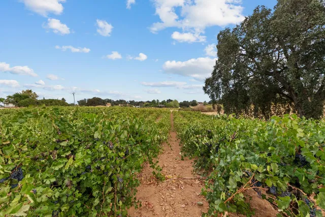 a view of flowers in a garden