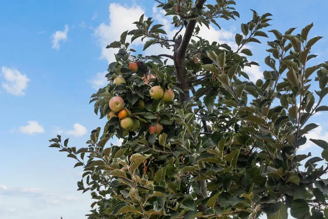 $1,050,000 | 10880 Valley Drive, Plymouth, CA 95669