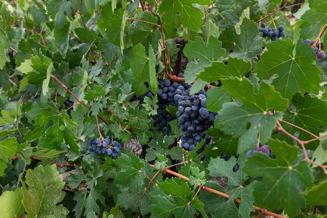 $1,050,000 | 10880 Valley Drive, Plymouth, CA 95669