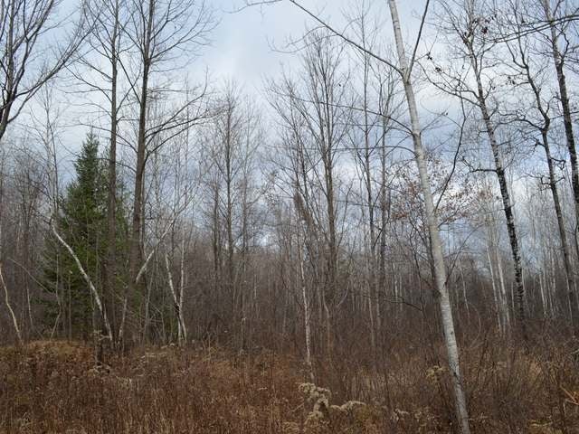 On Armstrong Creek Road Tomahawk, WI 54487 - Photo 5 of 20 Gallery Image 5