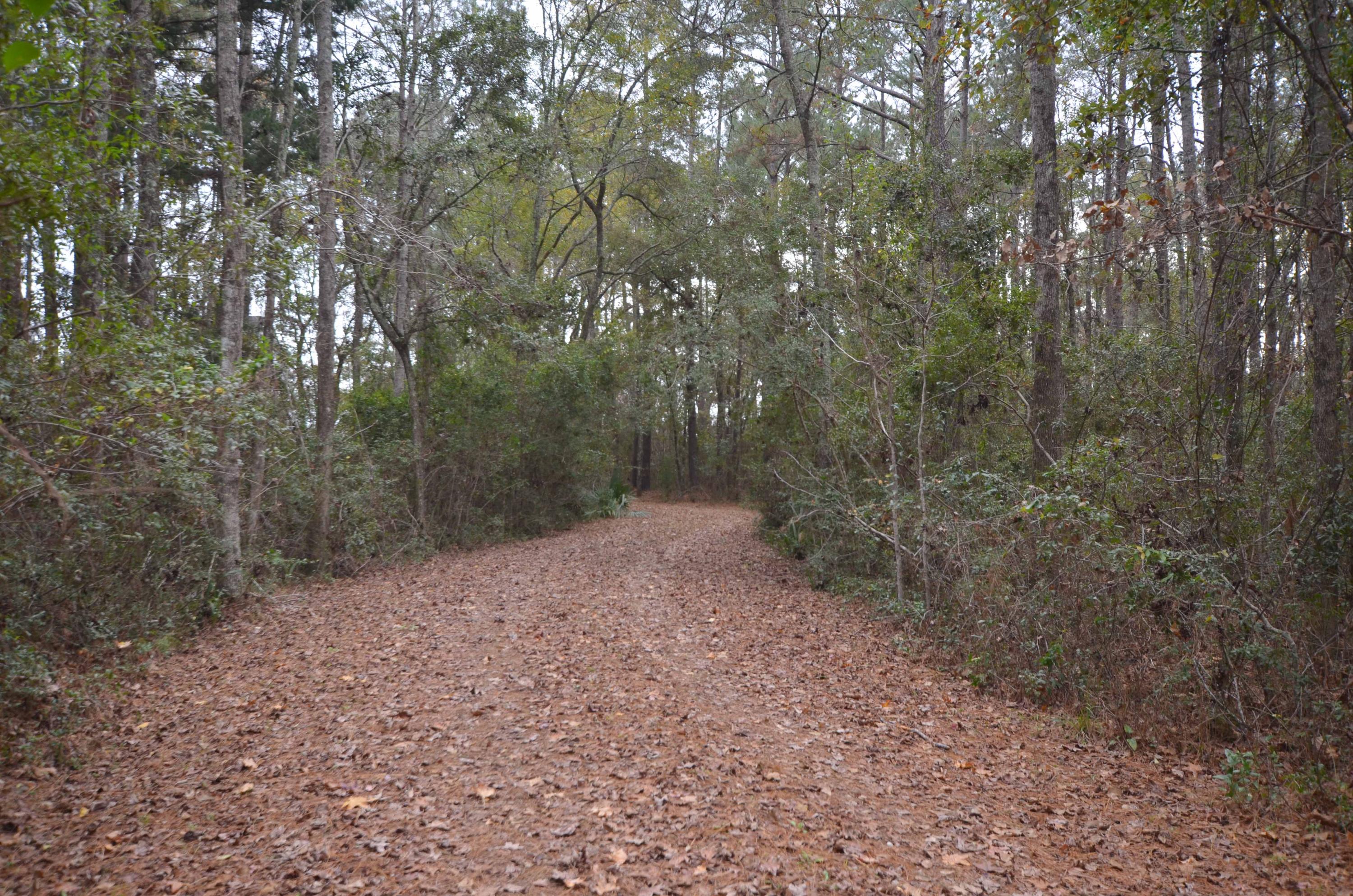 9631 2 Pines Road McClellanville, SC 29458 - Photo 49 of 53 78-Driveway