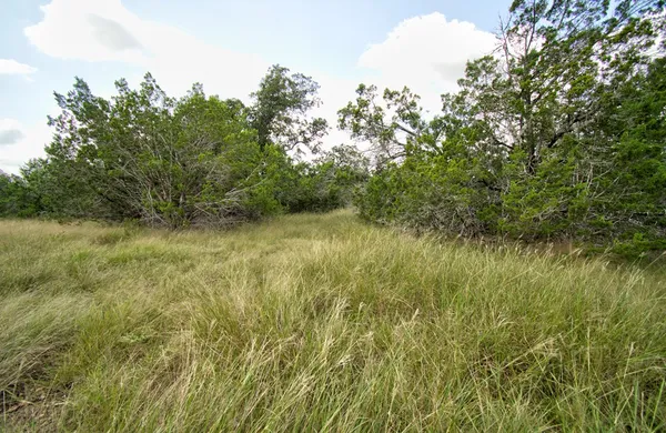 a view of a lush green space and trees