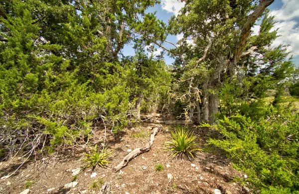 a view of a tree with a yard