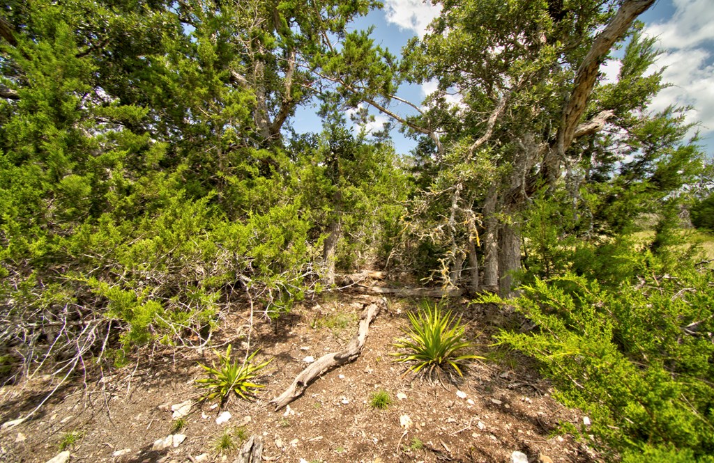 Lot 16 Paloma Ranch Rd Mountain, Unit 16 Mountain Home, TX 78058 - Photo 6 of 15