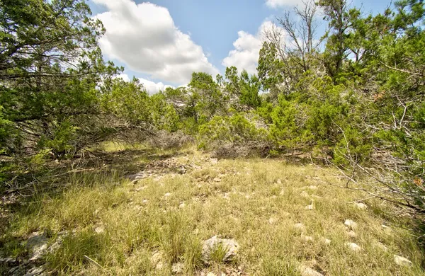 a view of a bunch of plants and trees