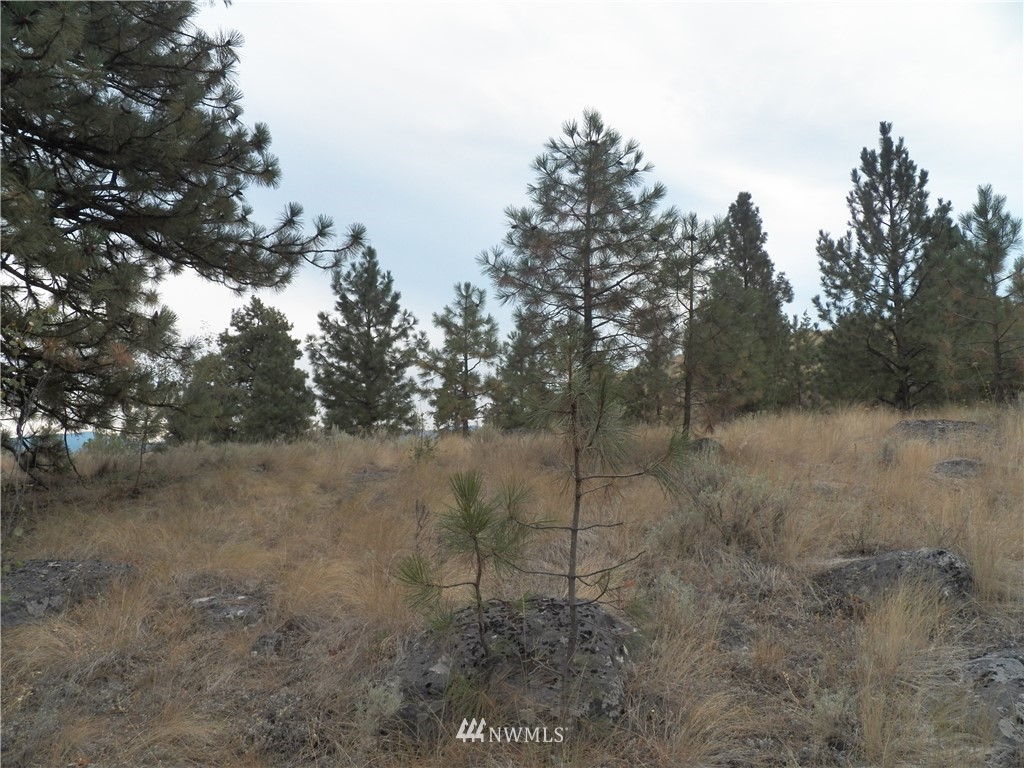 -tbd Cayuse Mountain Road Tonasket, WA 98855 - Photo 14 of 24 Gallery Image 14