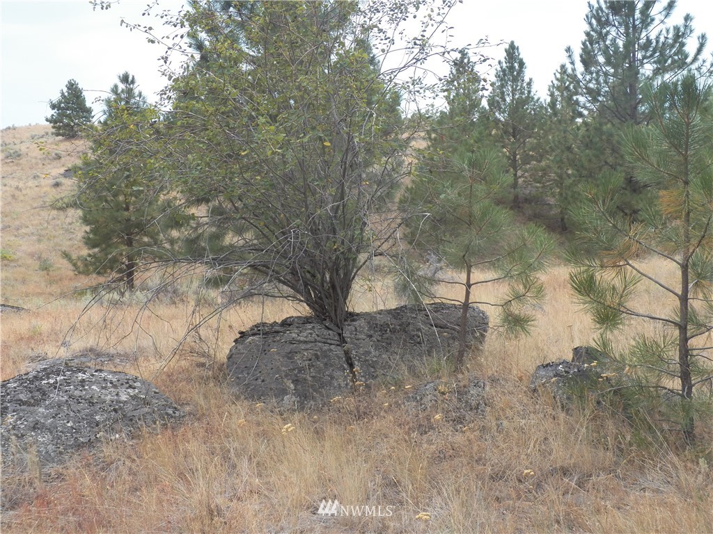 -tbd Cayuse Mountain Road Tonasket, WA 98855 - Photo 24 of 24 Gallery Image 24