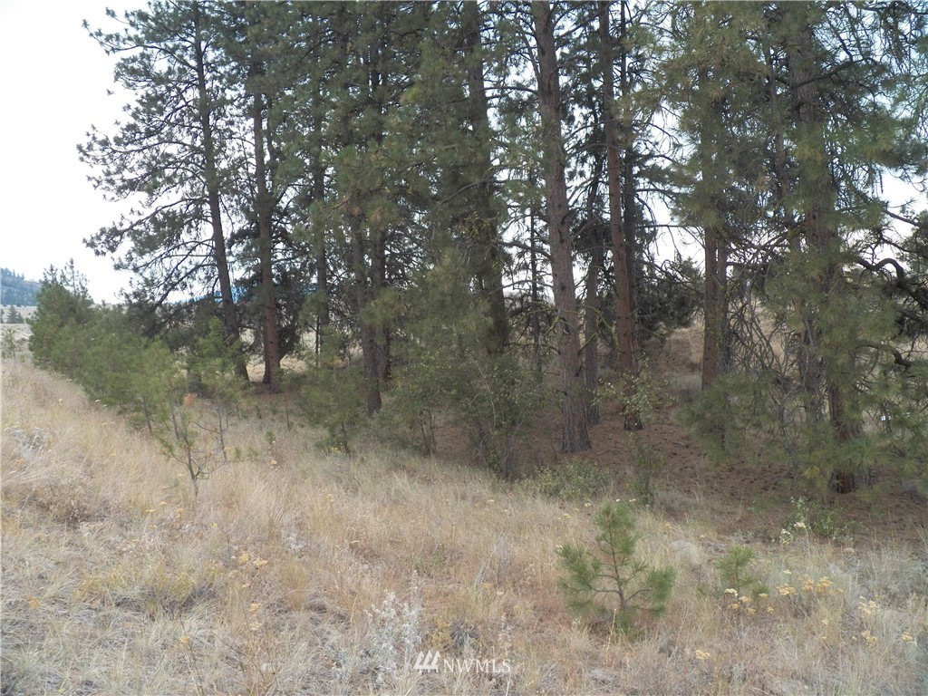 -tbd Cayuse Mountain Road Tonasket, WA 98855 - Photo 6 of 24 Gallery Image 6