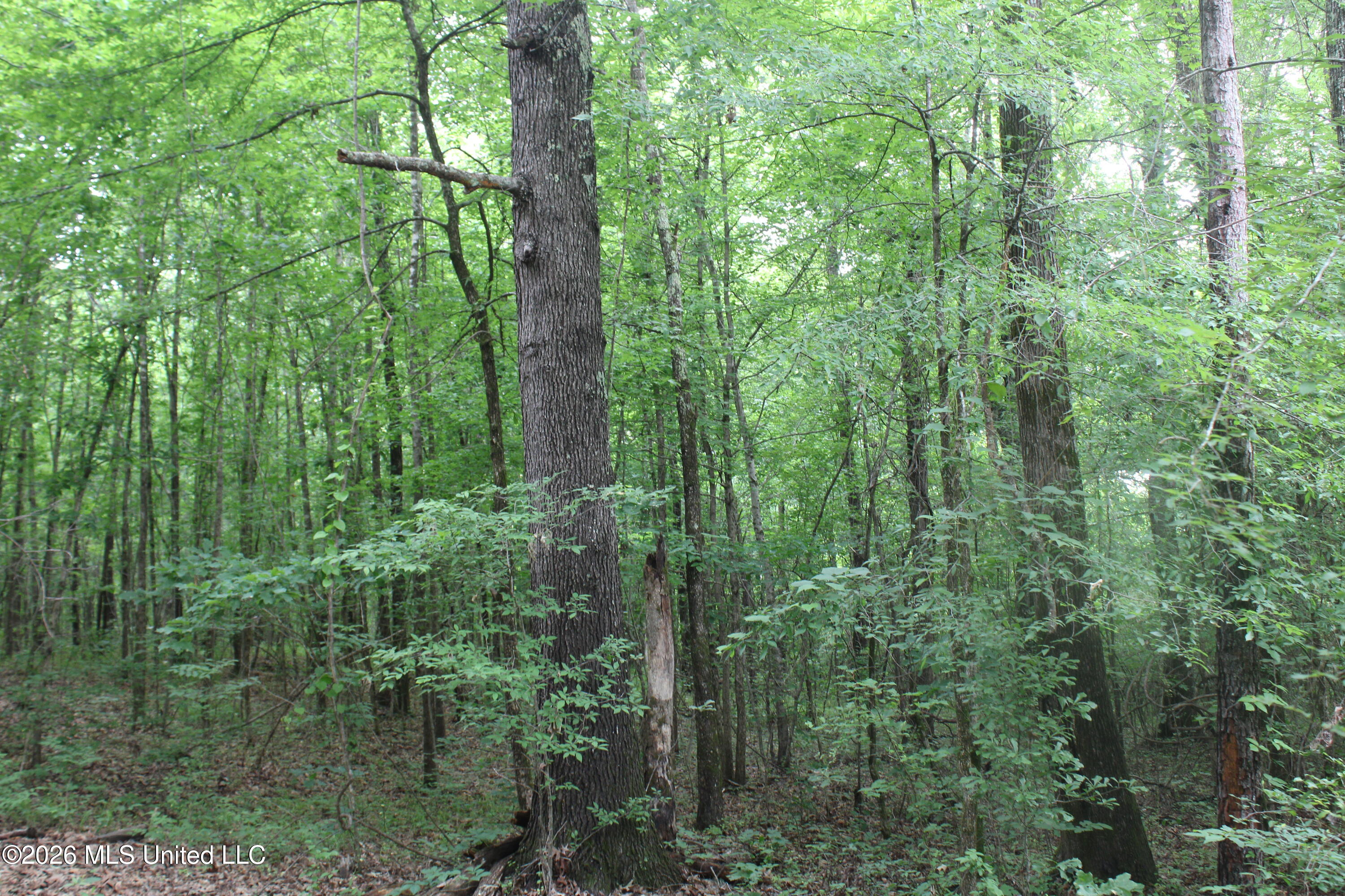 1347 Briscoe Road Holly Springs, MS 38635 - Photo 12 of 20 IMG_7850