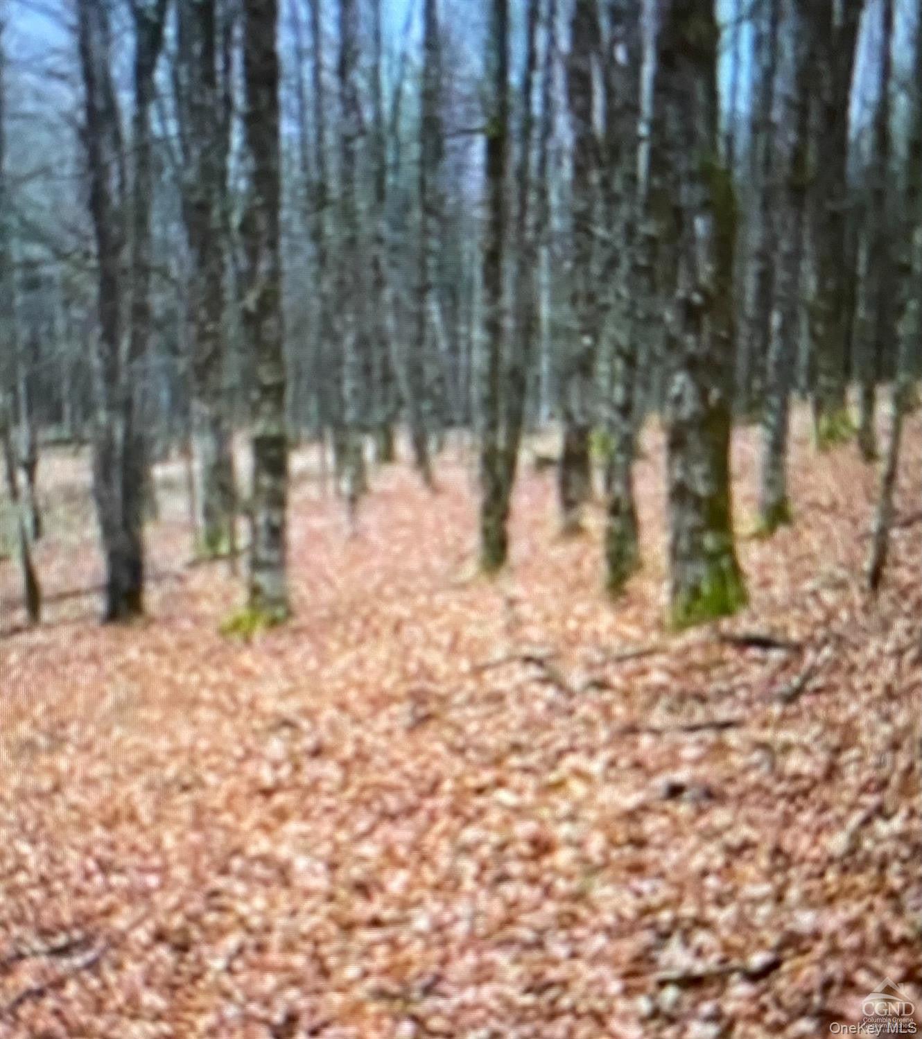 312 County Route Coeymans, NY 12045 - Photo 4 of 7 a view of yard with trees