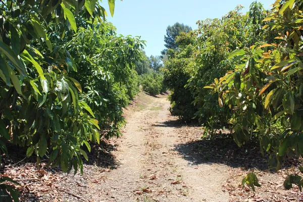 a view of a yard