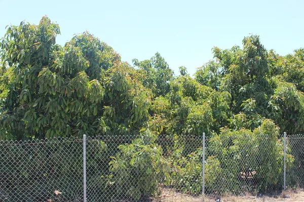 a view of a yard and trees