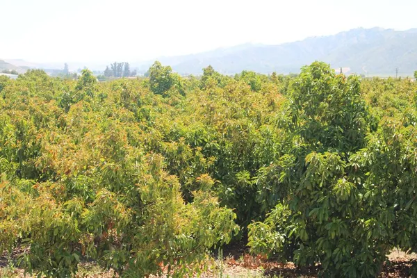 a view of a bunch of trees and bushes