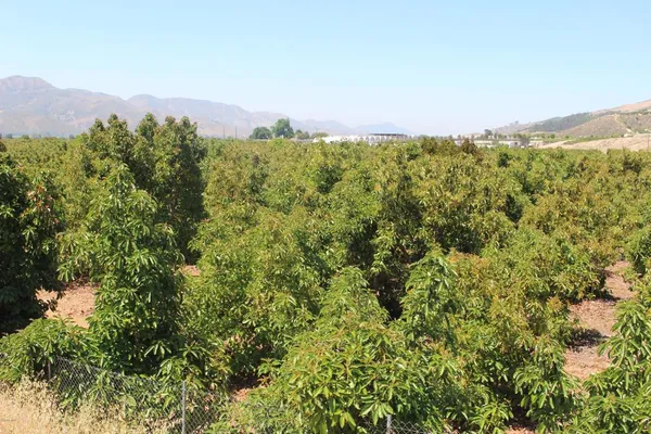 a view of a city with lush green forest