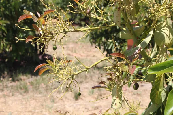 a close up of a plant in a garden