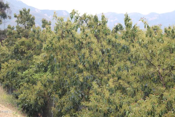 a view of a city with lush green forest