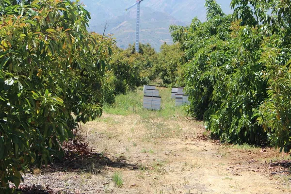 a view of a yard with plants and large trees
