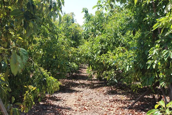 a view of a pathway both side of yard