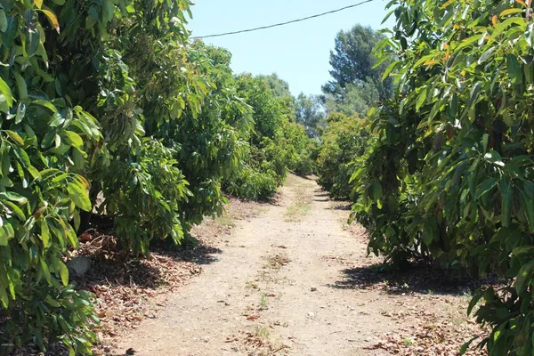 a view of a tree in a yard