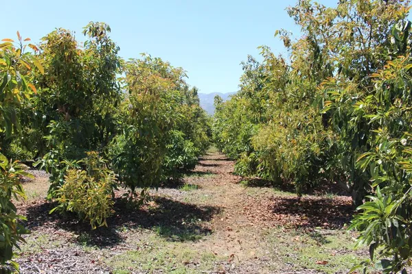 a view of a pathway with a tree