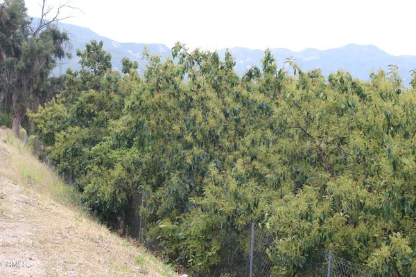 a view of a large trees with lots of bushes