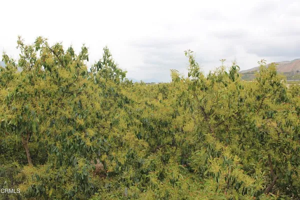 a view of a big yard with plants and large trees