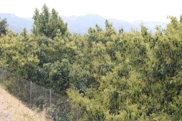 a view of a forest with a houses