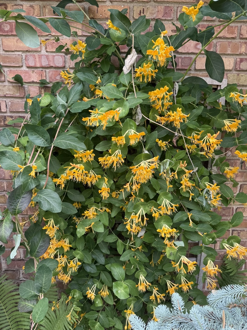 3530 Hillside Road Evanston, IL 60201 - Photo 26 of 27