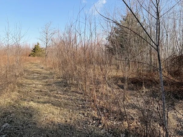 a view of backyard of the house