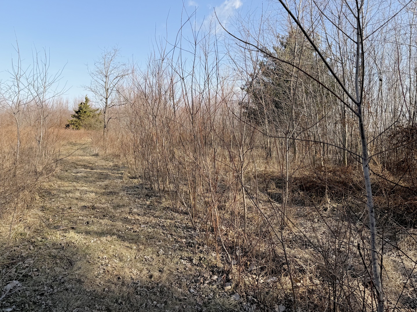 5179 Wright Road Alma, IL 62807 - Photo 6 of 28 a view of backyard of the house