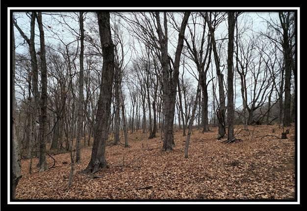 0 Black Run Road, Unit TRACT 8) Chillicothe, OH 45601 - Photo 39 of 47 image041
